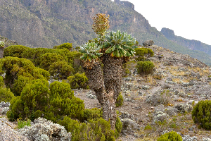 big "buffalo" plants - Mt. Kilimanjaro